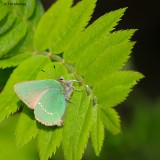 Green Hairstreak 010510_5 